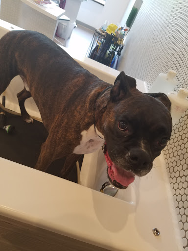 Pet Groomer «Bubbly Paws Dog Wash & Grooming», reviews and photos, 949 Grand Ave, St Paul, MN 55105, USA