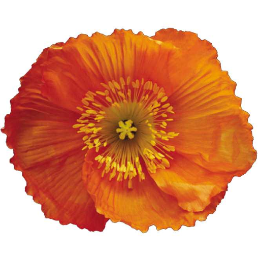 Florist «Old Louisville Flower Studio and Gifts and Events», reviews and photos, 1217 S 4th St, Louisville, KY 40203, USA