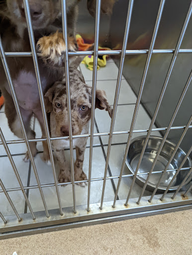 Humane Society of Central Illinois