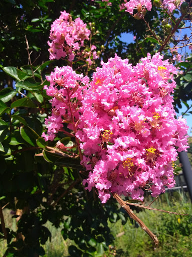 Tourist Attraction «Wetlands overlook park», reviews and photos, 4020 11th St, North Beach, MD 20714, USA