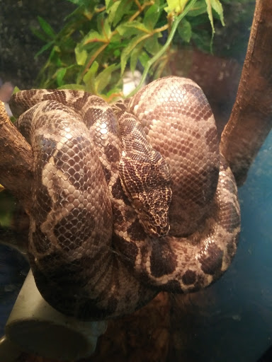 Pet Store «Gills And Thrills Pet Shop», reviews and photos, 204 E 8th St, Lockport, IL 60441, USA