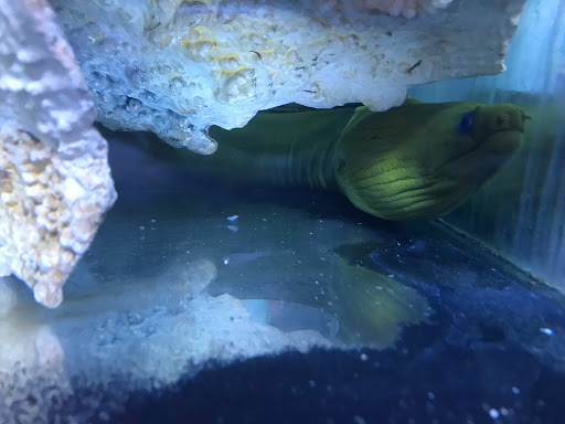 Tropical Fish Store «The Fish Store», reviews and photos, 2050 Chamblee Tucker Rd, Chamblee, GA 30341, USA