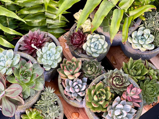 Garden Center «Bucks Country Gardens», reviews and photos, 1057 N Easton Rd, Doylestown, PA 18902, USA