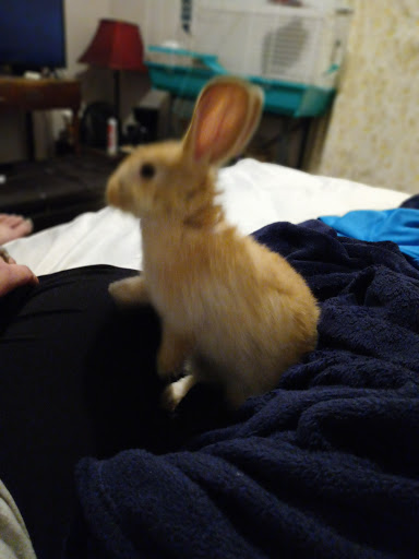 Pet Store «Petland», reviews and photos, 351 Diederich Blvd, Ashland, KY 41101, USA