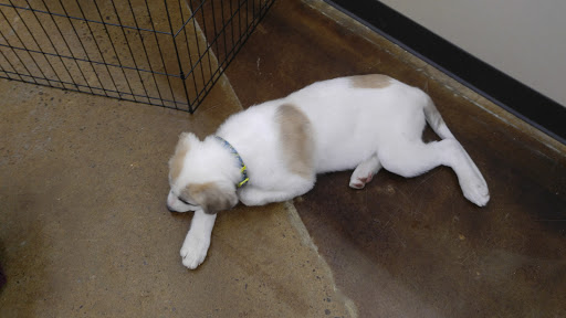 Pet Supply Store «Pet Supplies Plus», reviews and photos, 17205 S Golden Rd, Golden, CO 80401, USA