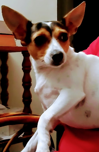 Pet Store «Village Pet Shop», reviews and photos, 701 N Black Horse Pike, Williamstown, NJ 08094, USA