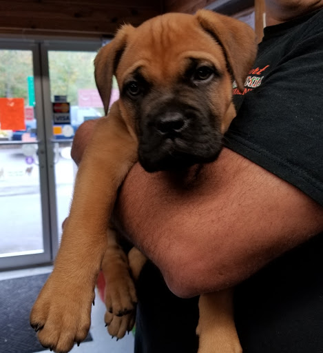 Pet Supply Store «Cheshire Cat & Dog Too», reviews and photos, 1320 Waterbury Rd, Cheshire, CT 06410, USA