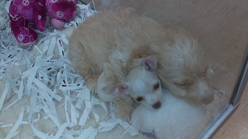 Pet Store «Park Avenue Birds & Pet Supply», reviews and photos, 120 W Center St, West Bridgewater, MA 02379, USA