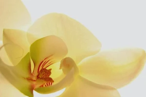 Orchid Day Spa - Beauty Therapy and Massage image
