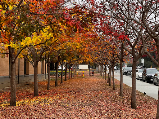 Cupertino Library image