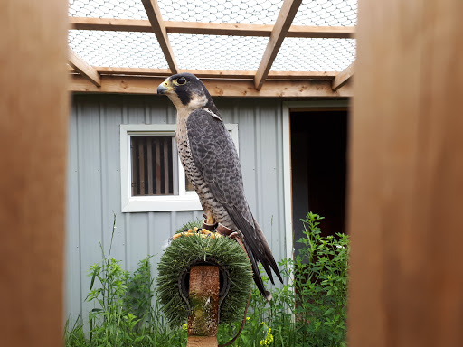 Hawkeye Bird and Animal Control & Falconry Experience Acton