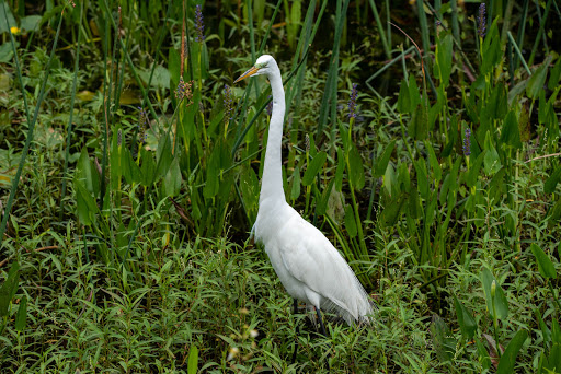 Park «Kapok Park», reviews and photos, 2950 Glen Oak Ave N, Clearwater, FL 33759, USA
