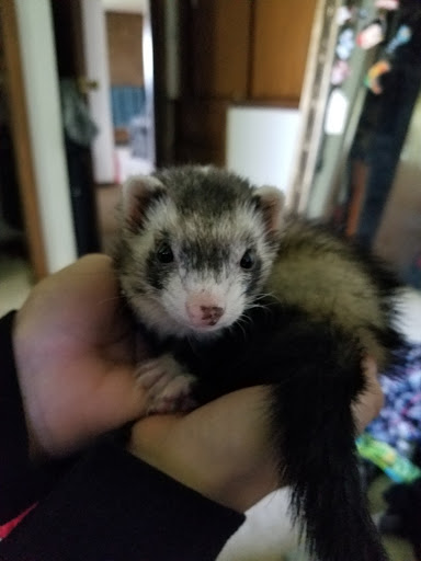 Pet Supply Store «Petco Animal Supplies», reviews and photos, 4950 S 76th St, Greenfield, WI 53220, USA