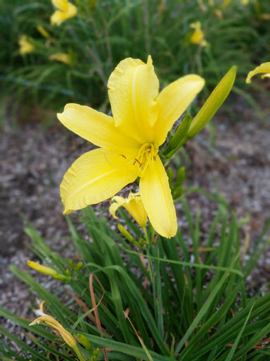 Recreation Center «Falcon Park Recreation Center», reviews and photos, 2195 N Hicks Rd, Palatine, IL 60074, USA