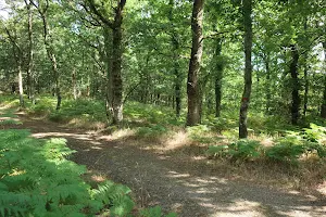 Forêt de Grimbosq image