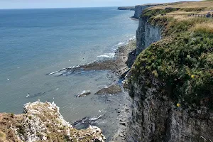 RSPB Bempton Cliffs image