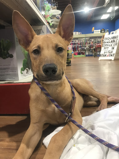 Pet Store «Pets Plus - Lansdale», reviews and photos, 555 S Broad St, Lansdale, PA 19446, USA