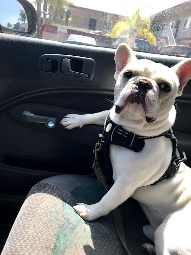 Tattoo Shop «Funhouse Tattoo», reviews and photos, 1453 Garnet Ave, San Diego, CA 92109, USA