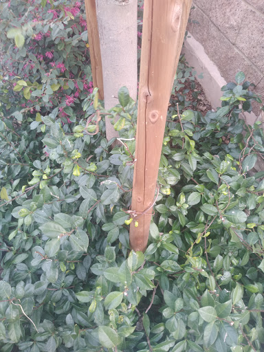 Florist «Secret Garden Florist», reviews and photos, 6076 Lincoln Ave, Cypress, CA 90630, USA