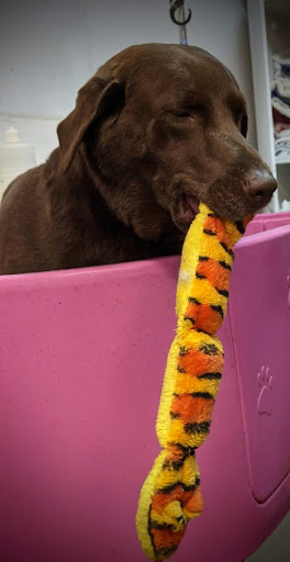 Pet Groomer «A Klassy Lassie, LLC», reviews and photos, 30 Old Jackson Rd, McDonough, GA 30252, USA