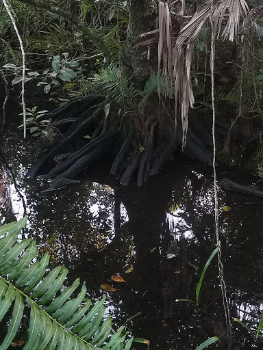 Nature Preserve «Tall Cypress Natural Area», reviews and photos, 3700 Turtle Run Blvd, Coral Springs, FL 33065, USA