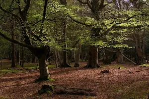New Forest National Park image