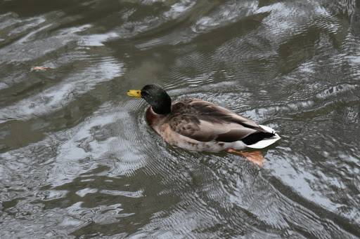 Event Venue «Rio Plaza», reviews and photos, 245 E Commerce St, San Antonio, TX 78205, USA