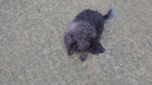 Golf Course «Riverside Golf Course», reviews and photos, 203 McDonald, San Antonio, TX 78210, USA