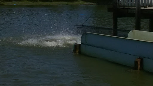 Water Park «Pine Lake Waterpark», reviews and photos, 4640 W State Road 218, Berne, IN 46711, USA