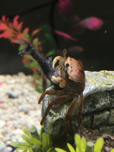 Pet Supply Store «Petco Animal Supplies», reviews and photos, 12014 SW 88th St, Miami, FL 33186, USA