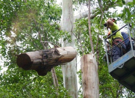 Professional Tree Surgery and Services Noosa and Sunshine Coast