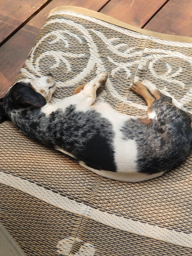 Pet Supply Store «Petco Animal Supplies», reviews and photos, 855 E Bidwell St, Folsom, CA 95630, USA