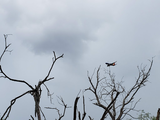Park «Hugh Ramsey Nature Park», reviews and photos, 1000 TX-499 Loop, Harlingen, TX 78550, USA