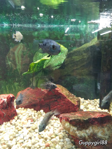 Pet Store «Southside Pet Shop», reviews and photos, 7031 Southside Dr, Louisville, KY 40214, USA