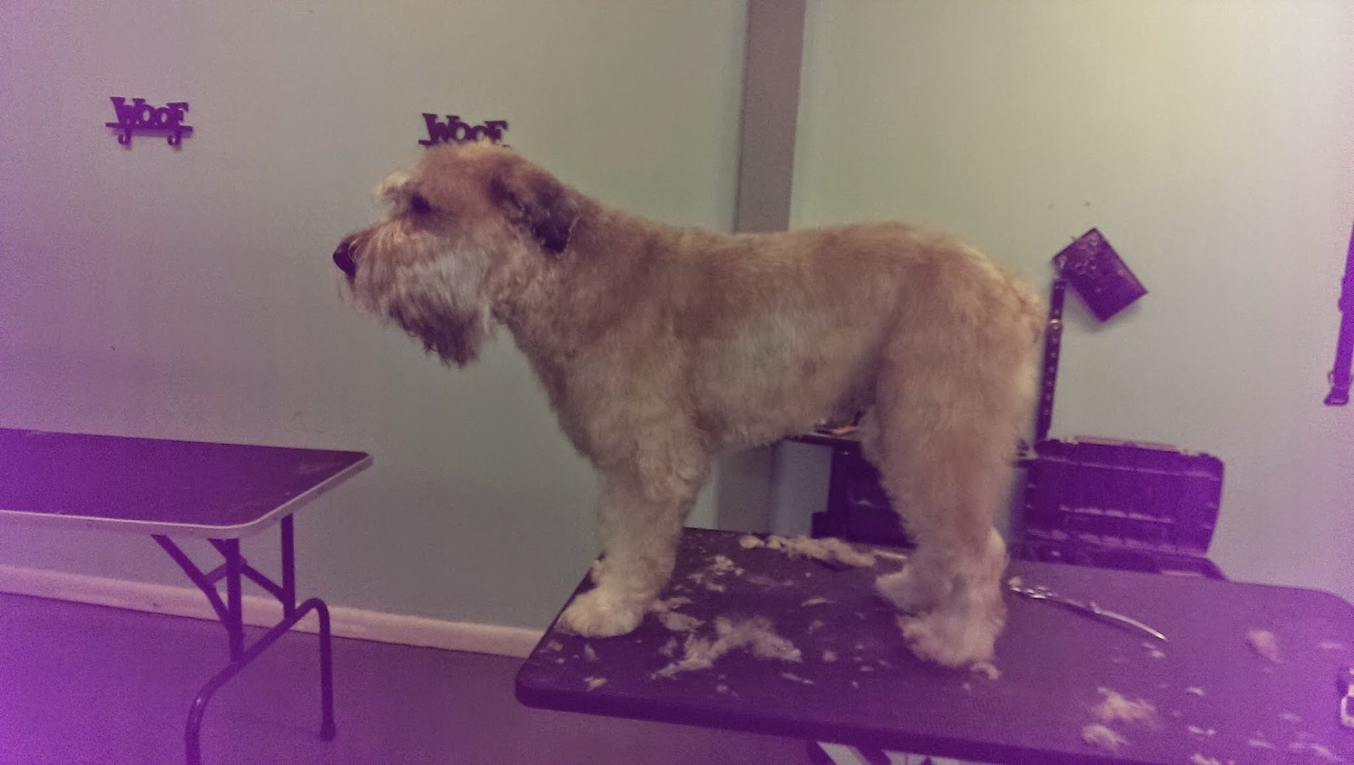 Doggie Style Grooming Salon