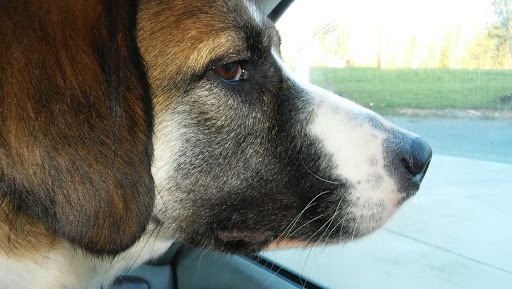 Circle M Animal Hospital image