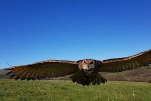 The Welsh Owl Garden image