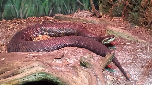 Zoo «Alligator Adventure», reviews and photos, 4604 Hwy 17 S, North Myrtle Beach, SC 29582, USA