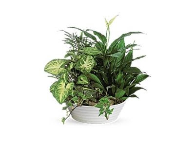 Florist «The House of Flowers», reviews and photos, 821 Berkley Rd, Auburndale, FL 33823, USA