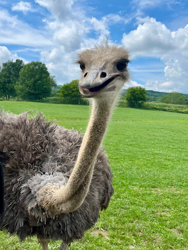 Restaurant «Hidden Valley Animal Adventure», reviews and photos, 2887 Royce Rd, Varysburg, NY 14167, USA