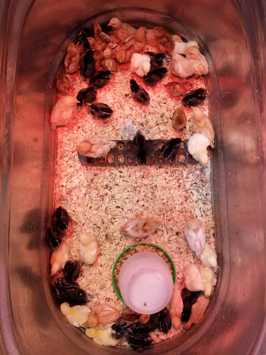 Animal Feed Store «Farm City Inc», reviews and photos, 440 S Park Ave, Apopka, FL 32703, USA