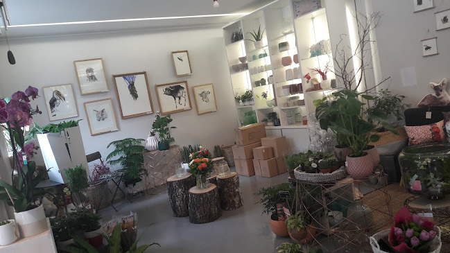 Opinii despre Balsamine în Strasbourg - Fleuriste