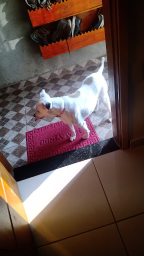 Logo da empresa - Pet Shop Mascote