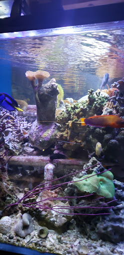 Pet Supply Store «Pet Station Jackson», reviews and photos, 1617 E Michigan Ave, Jackson, MI 49202, USA