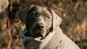 Dog Vision - Schwing für Mensch mit Hund