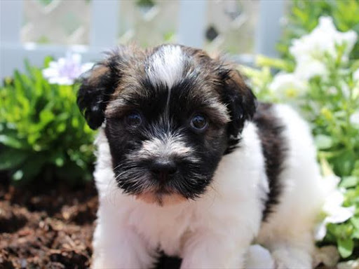 Pet Supply Store «Zoo-Rama Pets», reviews and photos, 2566 E Tremont Ave, Bronx, NY 10461, USA