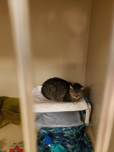 Pet Supply Store «PetSmart», reviews and photos, 1733 S Stapley Dr, Mesa, AZ 85204, USA