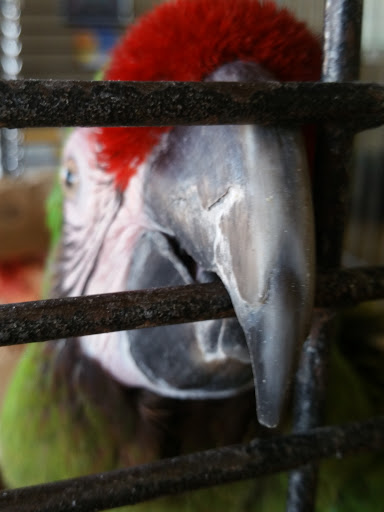 Pet Store «Wildside Pets», reviews and photos, 1042 N Higley Rd #105, Mesa, AZ 85205, USA