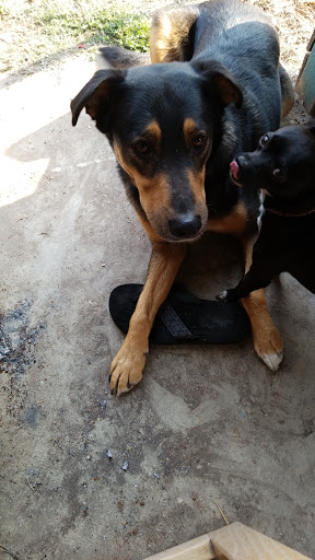 Pet Store «Firehouse Pet Shop & Grooming», reviews and photos, 17 S Wenatchee Ave, Wenatchee, WA 98801, USA