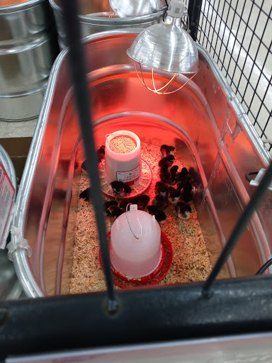 Home Improvement Store «Tractor Supply Co.», reviews and photos, 1149 E Main St, Ravenna, OH 44266, USA